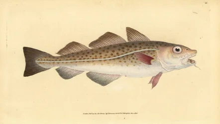 大西洋のタラまたはタラの魚。Gadus morhua。傷つきやすい。エドワード・ドノヴァンが、ロンドンのDonovan and F.C. and J. Rivington社の『Natural History of British Fishes』から描いて彫った手彩色の銅版画。