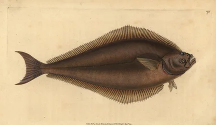 大西洋のオヒョウ、Hippoglossus hippoglossus。絶滅危惧種。(Holibut, Pleuronectes hippoglossus)。エドワード・ドノバンが、ロンドンのDonovan and F.C. and J. Rivington社の『Natural History of British Fishes』から描いて彫った手彩色の銅版画。