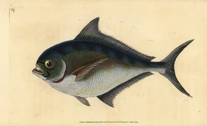 Atlantic pomfret, Brama brama (Ray