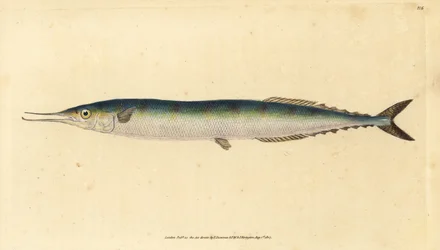 大西洋のサンマ、Scomberesox saurus saurus (Skipper pike, Esox saurus)。エドワード・ドノバンが、ロンドンのDonovan and F.C. and J. Rivington社の『Natural History of British Fishes』から手書きで描いて彫った色付き銅版画。