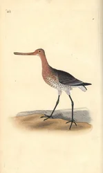 オナガドリ（雌）Limosa lapponica。エドワード・ドノバンがロンドンで出版した自作の「英国鳥類博物誌」から描いて彫った手彩色の銅版画