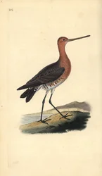 オナガドリ（オス）、Limosa lapponica。エドワード・ドノバンがロンドンで出版した自作の「英国鳥類自然史」から描いて彫った手彩色の銅版画。