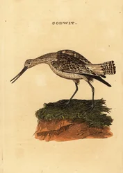 オカメインコ（Limosa lapponica）。