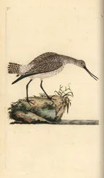 Bar-tailed Godwit, Limosa lapponica.エドワード・ドノバンがロンドンの「英国鳥類自然史」から描いて彫った手彩色の銅版画。