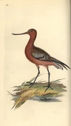 Bar-tailed Godwit, Limosa lapponica.エドワード・ドノバンがロンドンの「英国鳥類自然史」から描いて彫った手彩色の銅版画。