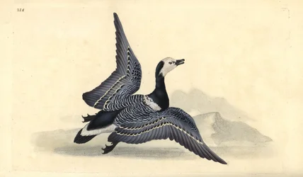 バーナクル・グース（Branta leucopsis）。エドワード・ドノバンがロンドンで出版した「英国鳥類博物誌」から描いて彫った手彩色の銅版画。
