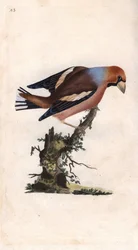 大きなくちばしでコアを割る。Coccothrausts（Loxia coccothraustes）。エドワード・ドノバン（1768-1837）による銅版画、Histoire naturelle des oiseaux britanniques, Londonに掲載。