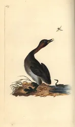 黒い顎のカイツブリ、Podiceps hebridicus。（カイツブリ、Tachybaptus ruficollis？）エドワード・ドノヴァンが自著『英国鳥類博物誌』のために描画・銅版彫刻した手彩色銅版画、ロンドン
