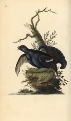 クロライチョウ、Tetrao tetrix。エドワード・ドノヴァンが自著『Natural History of British Birds』、ロンドンのために描き彫版した手彩色銅版画