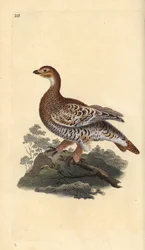 クロライチョウまたはブラックゲーム、Tetrao tetrix。エドワード・ドノヴァンが自著『Natural History of British Birds』、ロンドンのために描き彫版した手彩色銅版画