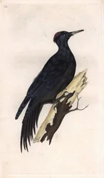 クマゲラ。Dryocopus martius (Picus martius)。エドワード・ドノヴァン（1768-1837）による銅版画、Histoire naturelle des oiseaux britanniques、ロンドンに掲載