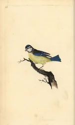 ブルーティ（Cyanistes caeruleus）。エドワード・ドノバンがロンドンで出版した自作の「英国鳥類博物誌」から描いて彫った手彩色の銅版画。
