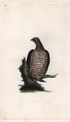 ボンドリーのアピボラスPernis apivorus（Falco apivorus）。エドワード・ドノヴァン（1768-1837）による銅版画、ロンドンのHistoire naturelle des oiseaux britanniquesに掲載されたもの