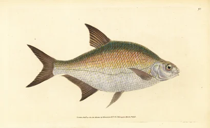 Bream, Abramis brama (Cyprinus brama).エドワード・ドノヴァンが、ロンドンのDonovan and F.C. and J. Rivington社の『Natural History of British Fishes』から描いて彫った手彩色の銅版画。