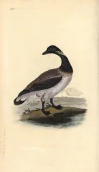 ブレント・グース（Branta bernicla）。エドワード・ドノバンがロンドンで出版した「英国鳥類博物誌」から描いて彫った手彩色の銅版画。