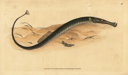 Broadnosed or Shorter pipefish。Syngnathus typhle.エドワード・ドノバンが、ロンドンのDonovan and F.C. and J. Rivington社の『Natural History of British Fishes』から手書きで描いて彫った色付き銅版画。