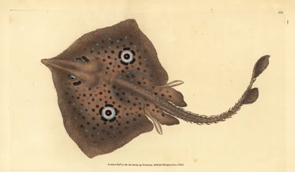 ブラウンスケートまたはミラーレイ、Raja miraletus。エドワード・ドノバンが、ロンドンのDonovan and F.C. and J. Rivington社の『Natural History of British Fishes』から手書きで描いて彫った色付き銅版画。