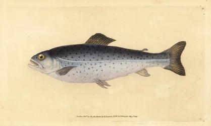 ブラウン・トラウト（Salmo trutta）（Sewen, Salmo cambricus）。エドワード・ドノヴァンが、ロンドンのDonovan and F.C. and J. Rivington社の『Natural History of British Fishes』から手彩色の銅版画を描いて彫刻したもの。