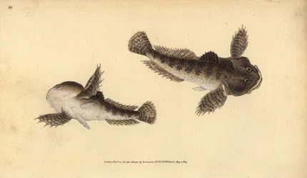 ブルヘッド、Cottus gobio（リバーブルヘッド）。エドワード・ドノバンが、ロンドンのDonovan and F.C. and J. Rivington社の『Natural History of British Fishes』から手書きで描いて彫った色付き銅版画。