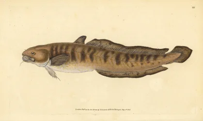 バーボット、ロタ・ロタ（Gadus lota）。エドワード・ドノヴァンが、ロンドンのDonovan and F.C. and J. Rivington社の『Natural History of British Fishes』から描いて彫った手彩色の銅版画。