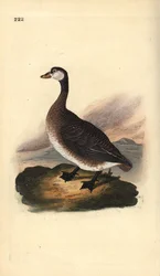 カナダグース（Branta canadensis）。エドワード・ドノバンがロンドンで出版した「英国鳥類博物誌」から描いて彫った手彩色の銅版画。