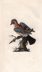 シェネス・ジャイGarrulus glandarius (Corvus glandarius)。エドワード・ドノヴァン(1768-1837)による銅版画、Histoire naturelle des oiseaux britanniques, Londonに掲載。