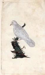 Chenes jay.Garrulus glandarius。エドワード・ドノヴァン（1768-1837）による銅版画、『Histoire naturelle des oiseaux britanniques』（ロンドン）に掲載。