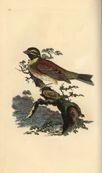 ホオジロキンパラ、Emberiza cirlus。エドワード・ドノバンがロンドンで出版した自作の「英国鳥類博物誌」から描いて彫った手彩色の銅版画。