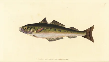 Coalfish or saithe, Pollachius virens (Gadus carbonarius).エドワード・ドノバンが、ロンドンのDonovan and F.C. and J. Rivington社の『Natural History of British Fishes』から、手書きで描いて彫った色付き銅版画。