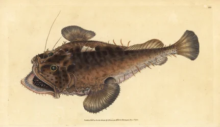 コモンアンコウ、Lophius piscatorius。エドワード・ドノバンが、ロンドンのDonovan and F.C. and J. Rivington社の『Natural History of British Fishes』から手彩色の銅版画を描いて彫刻したもの。