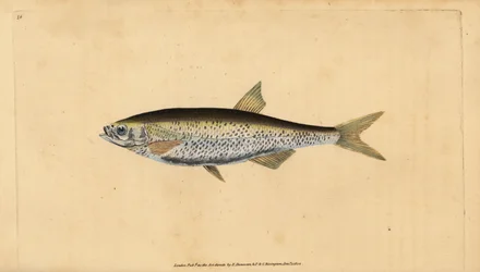 コモンブリーク、Alburnus alburnus（Cyprinus alburnus）。エドワード・ドノヴァンが、ロンドンのDonovan and F.C. and J. Rivington社の『Natural History of British Fishes』から描いて彫った手彩色の銅版画。