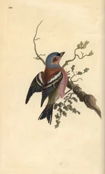 コモン・チャフィンチ（Fringilla coelebs）。エドワード・ドノバンがロンドンで出版された自作の「英国鳥類博物誌」から描いて彫った手彩色の銅版画。
