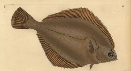 コモンダブ、リマンダ・リマンダ（Pleuronectes limanda）。エドワード・ドノバンが、ロンドンのDonovan and F.C. and J. Rivington社の『Natural History of British Fishes』から、手書きで描いて彫った色付き銅版画。