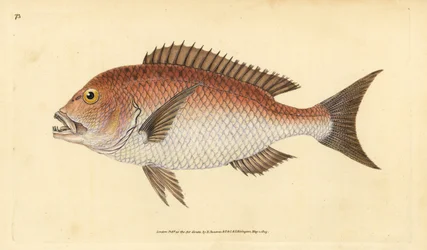 コモンデンテックス、デンテックスデンテックス。脆弱である。(Four-toothed sparus, Sparus dentex)。エドワード・ドノバンが、ロンドンのDonovan and F.C. and J. Rivington社の『Natural History of British Fishes』から描いて彫った手彩色の銅版画。