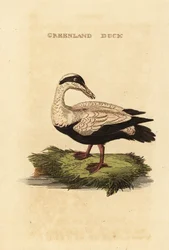 コモン・アイダー（Somateria mollissima