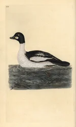 コモン・ゴールデンアイ（Bucephala clangula）。エドワード・ドノヴァンが自作の『英国鳥類博物誌』（1794-1819）から描いて彫った手彩色の銅版画。エドワード・ドノヴァン（1768-1837）は、アングロ・アイリッシュのアマチュア動物学者であり、作家、芸術家、彫刻家でもありました。H