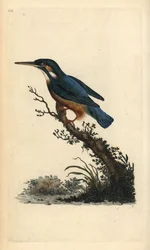 コモン・カワセミ（Alcedo atthis）。エドワード・ドノバンがロンドンで出版した自作の「英国鳥類博物誌」から描いて彫った手彩色の銅版画。