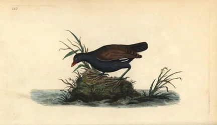 バン、Gallinula chloropus。エドワード・ドノヴァンが自著『Natural History of British Birds』、ロンドンのために描き彫版した手彩色銅版画