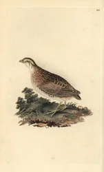 ウズラ（Coturnix coturnix）。エドワード・ドノヴァンが自作の『英国鳥類博物誌』（1794-1819）から描いて彫った手彩色の銅版画。エドワード・ドノヴァン（1768-1837）は、イギリス・アイルランドのアマチュア動物学者であり、作家、芸術家、彫刻家である。彼の作品は