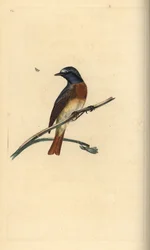 ジョウビタキ、Phoenicurus phoenicurus。エドワード・ドノヴァンが手彩色で描画・銅版彫刻を施した作品。自身のNatural History of British Birds、ロンドンより