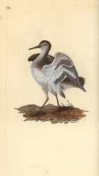 コウライシギ（Actitis hypoleucos）。エドワード・ドノバンがロンドンで出版した「英国鳥類博物誌」から描いて彫った手彩色の銅版画。