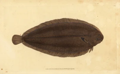 シタビラメ（Dover sole）、Solea solea（Pleuronectes solea）。エドワード・ドノバンが、ロンドンのDonovan and F.C. and J. Rivington社の『Natural History of British Fishes』から手書きで描いて彫った色付き銅版画。