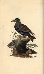 コムクドリ（Sturnus vulgaris）。エドワード・ドノバンがロンドンで出版した自作の「英国鳥類博物誌」から描いて彫った手彩色の銅版画。