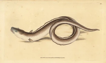 Conger eel, Muraena conger.エドワード・ドノバンがイギリスの魚類の自然史から描いて彫った手彩色の銅版画、ドノバンとF.C.とJ.リヴィントン、ロンドン