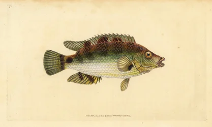 コウライシジミ、Symphodus melops（ゴールドフィニー、Labrus cornubius）。エドワード・ドノバンが、ロンドンのDonovan and F.C. and J. Rivington社の『Natural History of British Fishes』から、手書きで描いて彫った色付き銅版画。