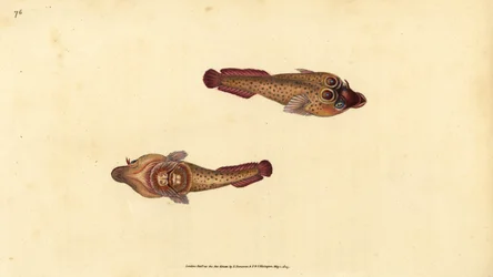 コーニッシュ・サッカー、Lepadogaster purpurea (Ocellated sucker, Cyclopterus ocellatus)。エドワード・ドノバンが、ロンドンのDonovan and F.C. and J. Rivington社の『Natural History of British Fishes』から描いて彫った手彩色の銅版画。