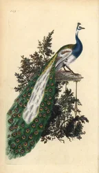 カンムリクジャク、インドクジャクまたはアオクジャク、Pavo cristatus。エドワード・ドノヴァンが自著『英国鳥類博物誌』のために描画・銅版彫刻した手彩色銅版画、ロンドン