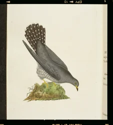 「英国の鳥の歴史」からのカッコウ、1799