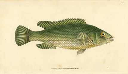 カッコウベラ、Labrus mixtus (Streaked wrasse, Labrus lineatus)。エドワード・ドノバンが、ロンドンのDonovan and F.C. and J. Rivington社の『Natural History of British Fishes』から手書きで描いて彫った色付き銅版画。