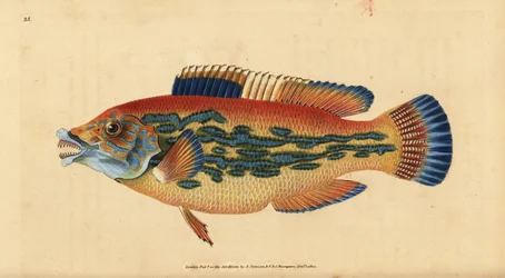カッコウベラ、Labrus mixtus（シマシマベラ、Labrus variegatus）。エドワード・ドノバンが、ロンドンのDonovan and F.C. and J. Rivington社の『Natural History of British Fishes』から手書きで描いて彫った色付き銅版画。